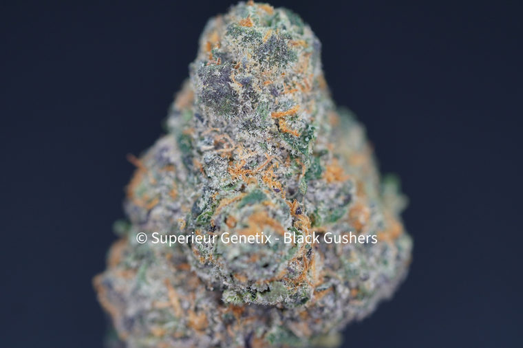 Black Gushers