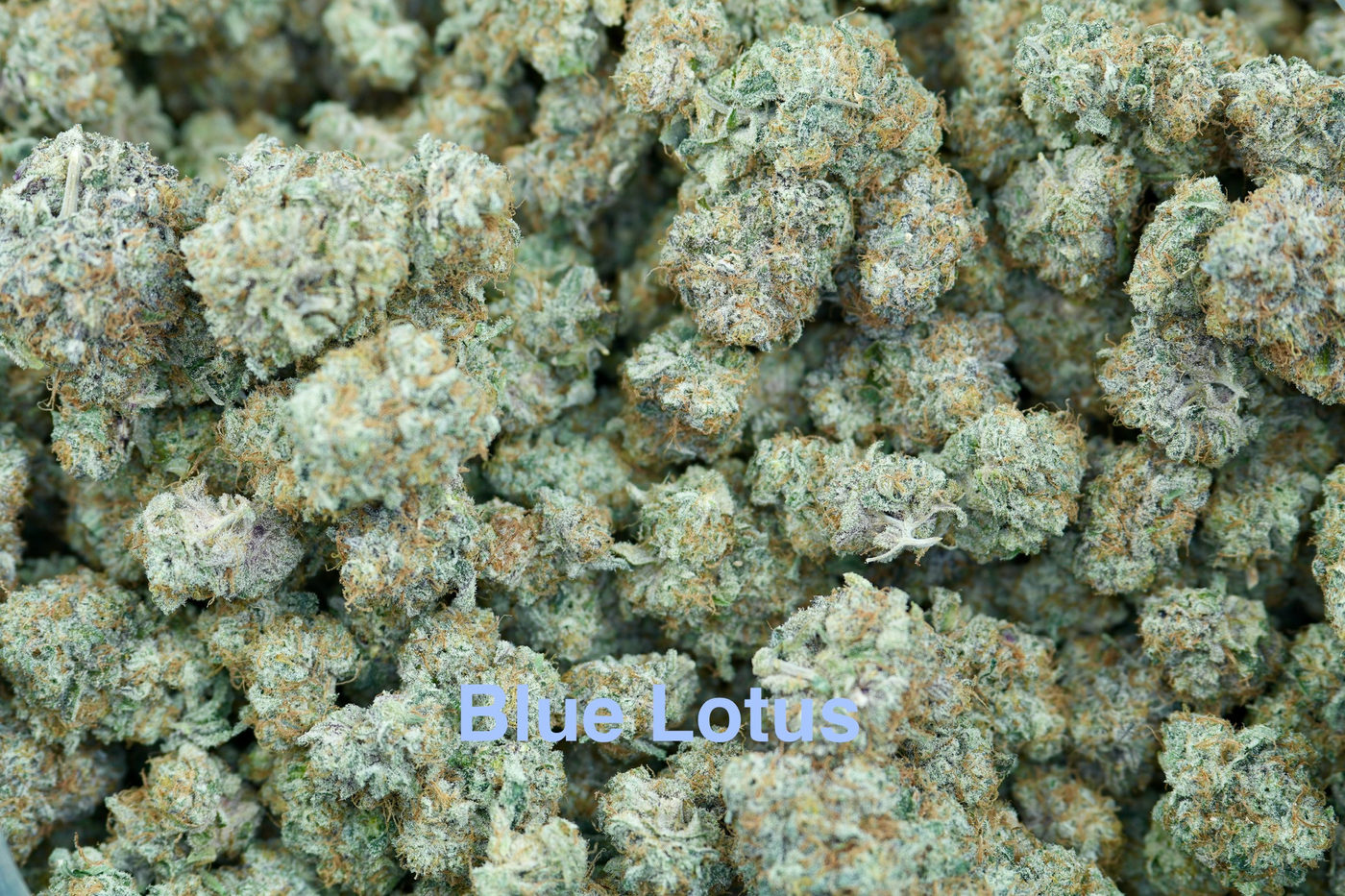 Blue Lotus