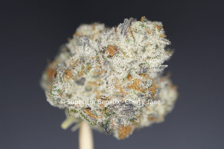 Cherry Jane