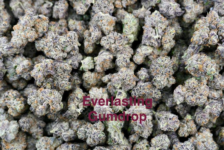 Everlasting Gumdrop