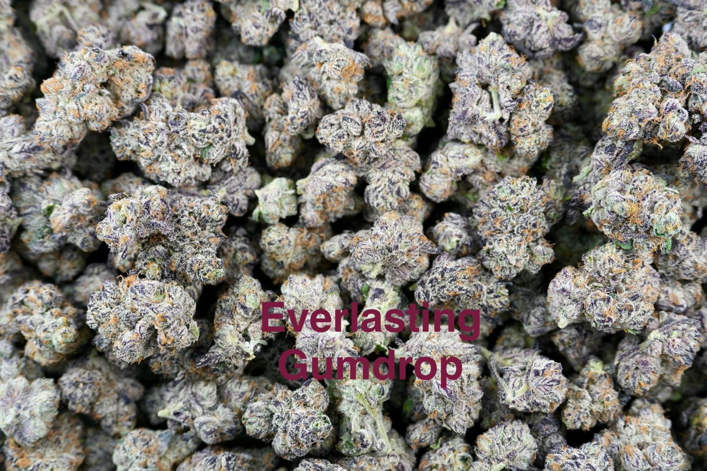Everlasting Gumdrop