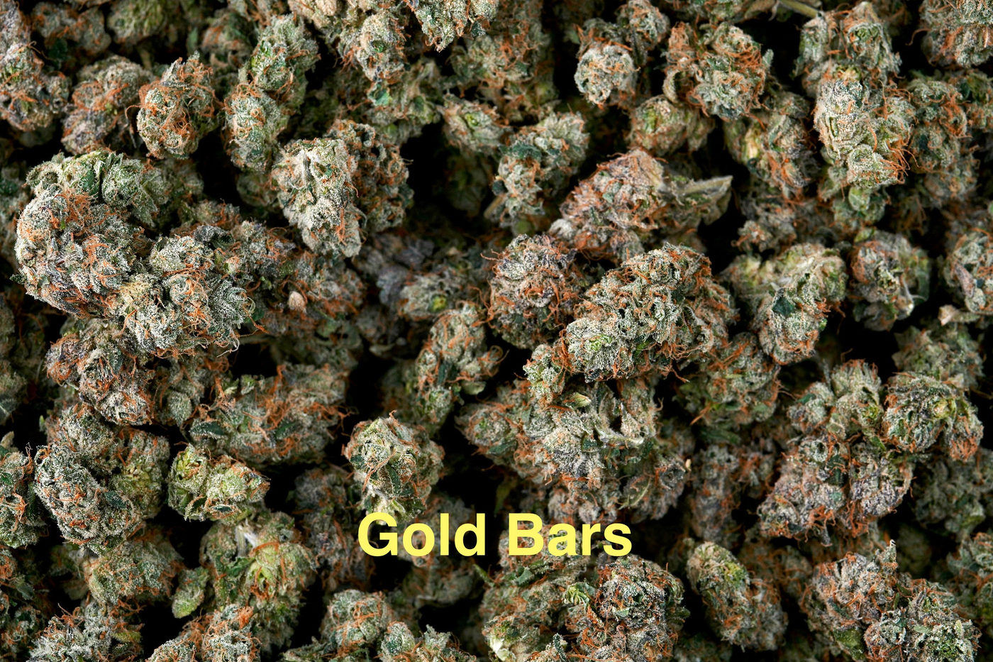Gold Bars