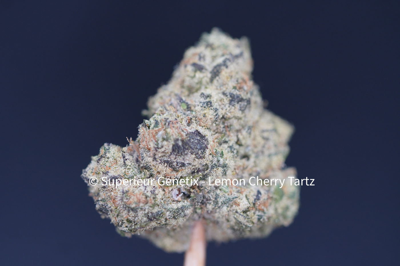 Lemon Cherry Tartz
