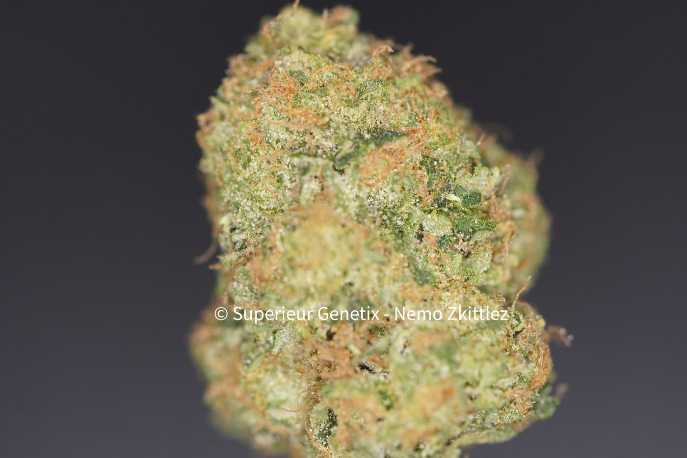 Nemo Zkittlez