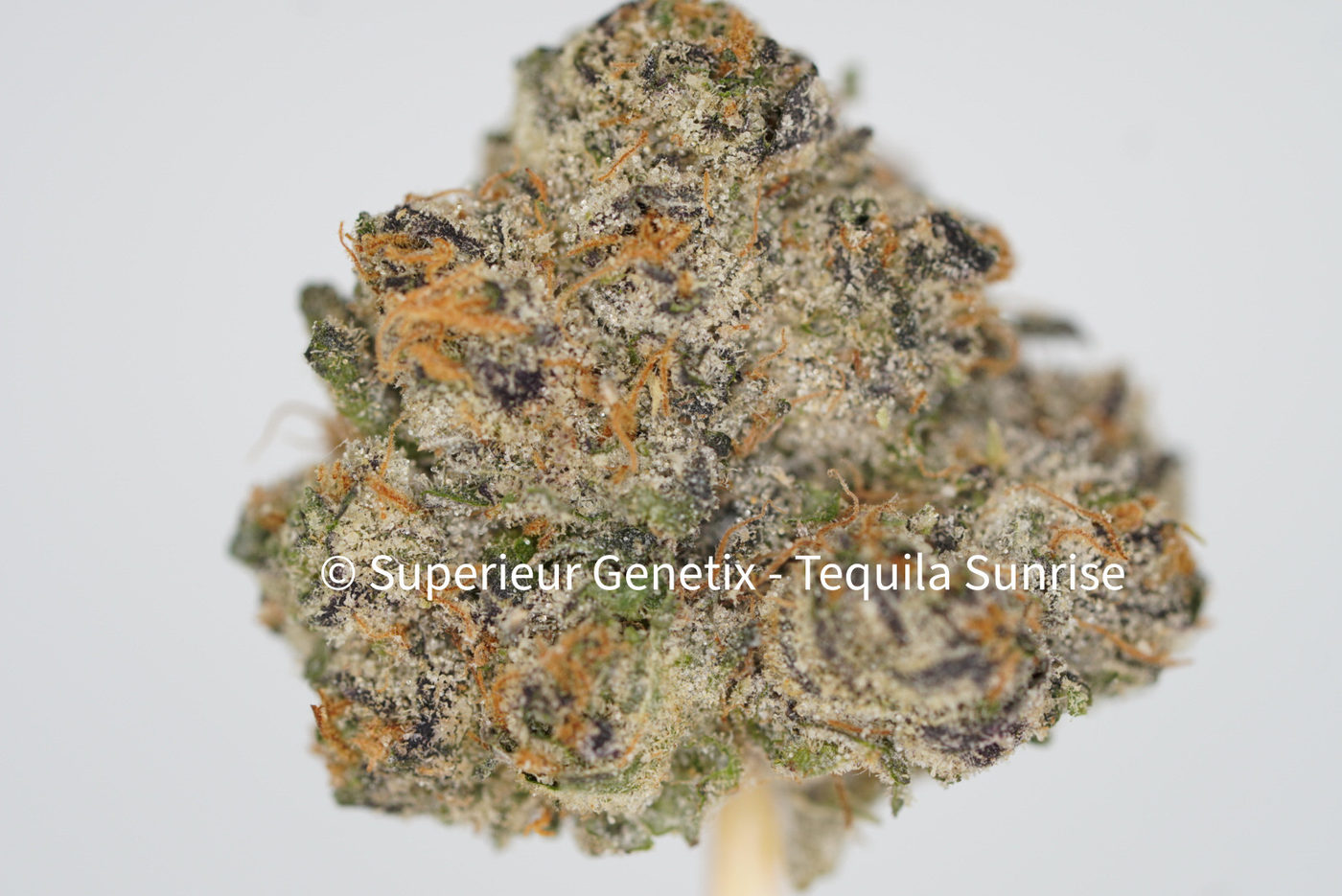 Tequila Sunrise